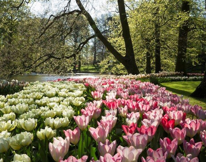 Keukenhof with guide and driver