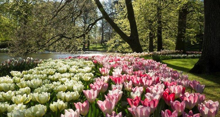 Half-Day Keukenhof Tour with Private Guide and Transportation