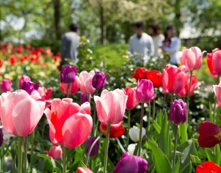 Day-tour Keukenhof with personal guide en driver