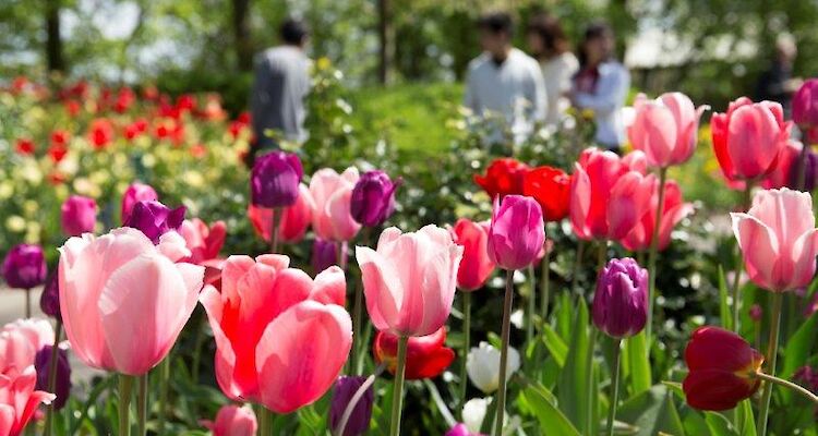 Full-Day Keukenhof Tour with Private Guide and Transportation