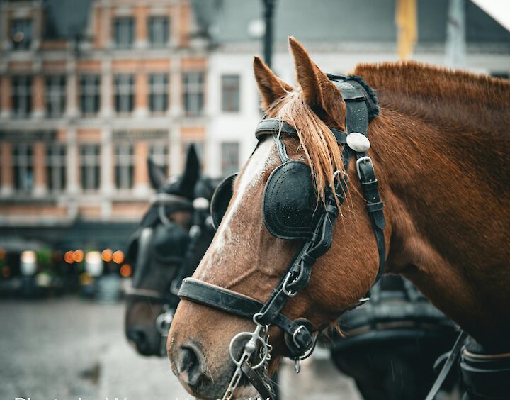 Paardenmarkt